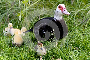 Muscovy Duck