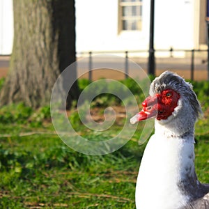 Muscovy Duck