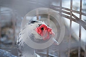 Muscovy duck