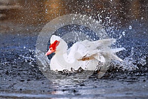 Muscovy duck bathing