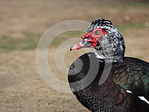 Muscovy duck with black and white feathers and red wattles.