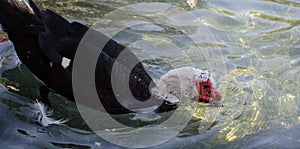 Muscovy Duck Cairina moschata