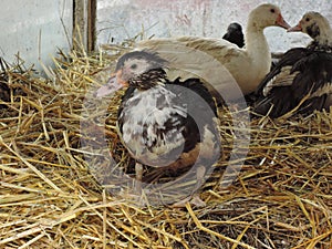 Muscovy duck / Cairina moschata