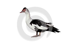 Muscovy duck, Cairina moschata,