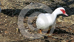 Muscovy duck. Cairina moschata