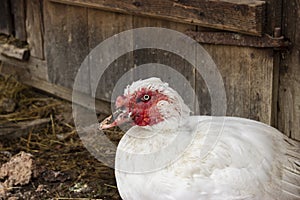 Muscovy duck - cairina moschata