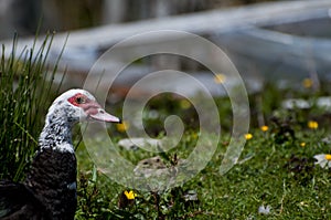 Muscovy Duck (Cairina moschata)