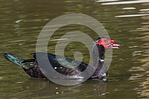 Muscovy Duck (Cairina moschata)