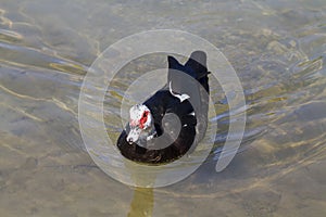 Muscovy Duck (Cairina moschata)