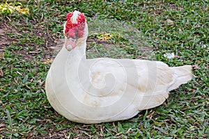 Muscovy duck (Cairina moschata)