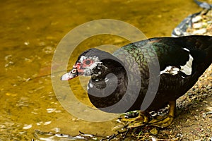 Muscovy duck (Cairina moschata)