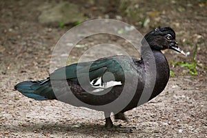 Muscovy duck (Cairina moschata).