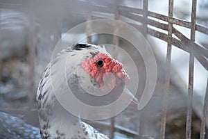 Muscovy duck - [Cairina moschata]