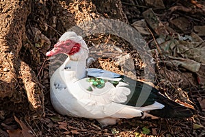 Muscovy duck Cairina moschata.