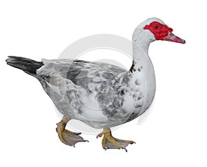 Muscovy Duck (Cairina moschata)