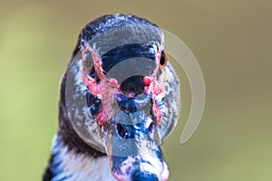 Muscovy duck Cairina moschata close up head frontal portrait.