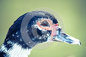 Muscovy duck Cairina moschata close up head side profile portrait.