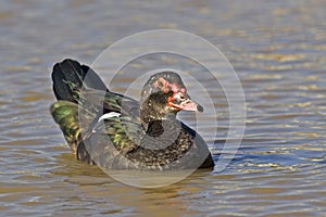 Muscovy Duck, Cairina moschata, close view on the water