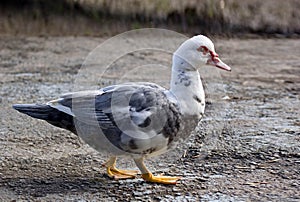 Muscovy Duck, Cairina moschata, domesticated form