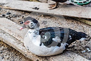 Muscovy duck or Cairina moschata at farmyard