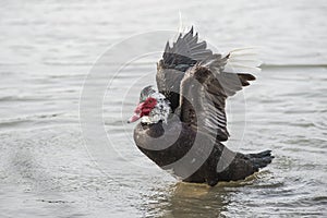 Muscovy duck Cairina moschata in a flap on Ifield Millpond