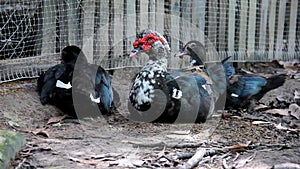 Muscovy duck or Cairina moschata on the ground within the farm.