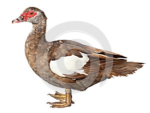 Muscovy Duck Cairina moschata isolated on white background with clipping path