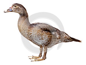 Muscovy Duck Cairina moschata isolated on white background with clipping path