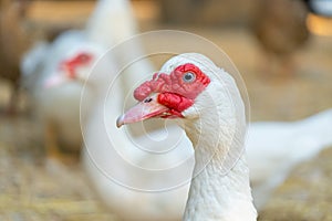 Muscovy duck Cairina moschata is a large duck native to Mexico and Central and South America.It is bred for meat, feathers and