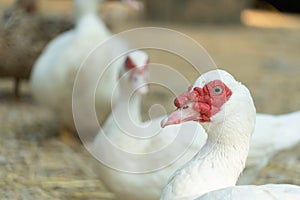 Muscovy duck Cairina moschata is a large duck native to Mexico and Central and South America.It is bred for meat, feathers and