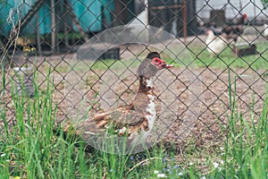 A muscovy duck Cairina moschata male outside on the farm.