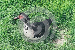 A muscovy duck Cairina moschata male outside on the grass