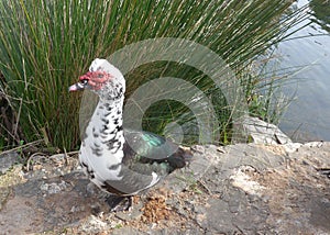 Muscovy Duck , Cairina Moschata. A nice duck.