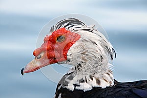 Muscovy duck