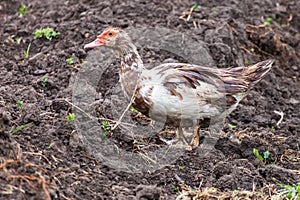 Muscovy duck Cairina moschata outdoors