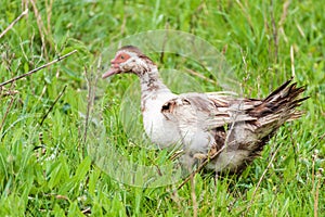 Muscovy duck Cairina moschata outdoors