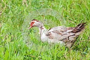 Muscovy duck Cairina moschata outdoors