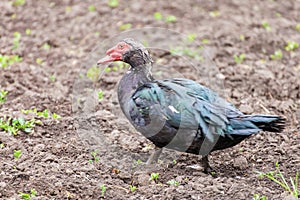 Muscovy duck Cairina moschata outdoors