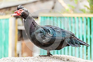 Muscovy duck Cairina moschata outdoors