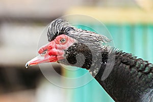 Muscovy duck Cairina moschata outdoors