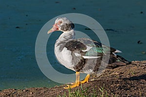 Muscovy duck or cairina moschata outdoors in summer