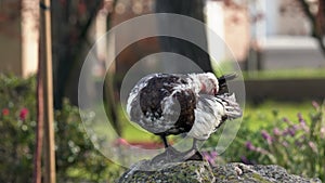 The Muscovy duck Cairina moschata preening. Close up portrait of a large duck, native to Mexico and Central and South America, s