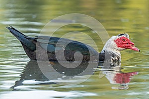 Muscovy duck (Cairina moschata) in a river