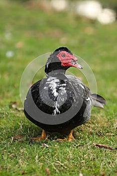 Muscovy duck, Cairina moschata, single male on grass,