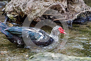 The Muscovy duck Cairina moschata on a stream
