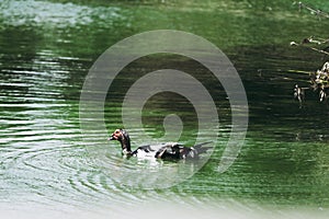 Muscovy duck Cairina moschata swims in a pond