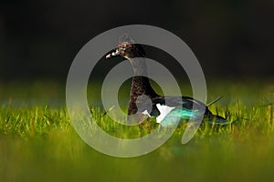 Muscovy Duck, Cairina moschata, in the water green grass, bird in the nature habitat, Barranco Alto, Pantanal, Brazil