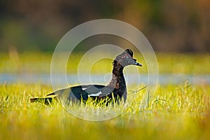 Muscovy Duck, Cairina moschata, in water green grass, bird in the nature habitat, Barranco Alto, Pantanal, Brazil. Wildlife nature