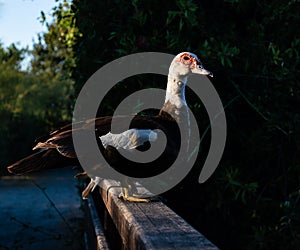 Muscovy duck - chairina moschata on a wooden bridge
