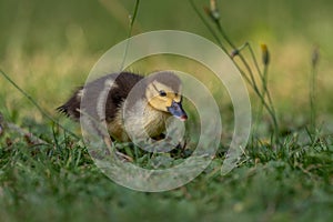 Muscovy duck chick (Cairina moschata) on the grass